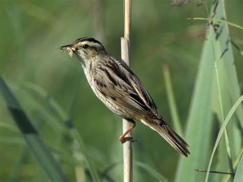 Cetti's Warbler Bird Facts (Cettia cetti) | Bird Fact