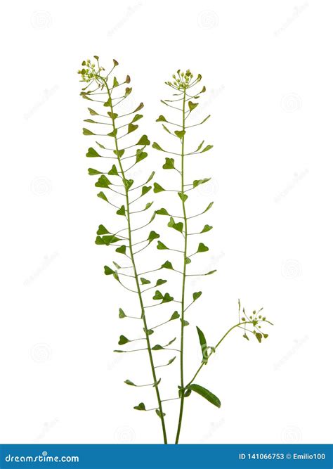 Shepherd`s Purse, Capsella Bursa-pastoris Stock Image - Image of bursa