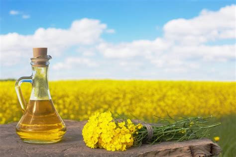 Rapeseed Oil 7 Super Health Benefits And Abundant Vitamin E