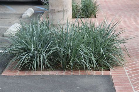 Leymus Condensatus ‘canyon Prince Giant Wild Rye Ornamental