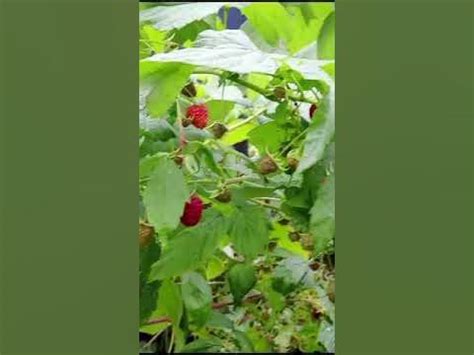 куст малина обыкновенная - YouTube