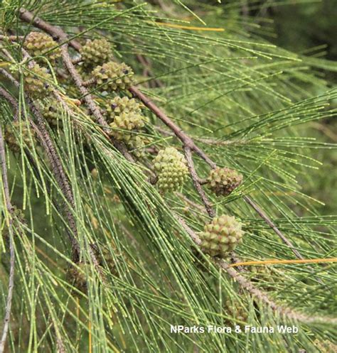 Nparks Casuarina Equisetifolia