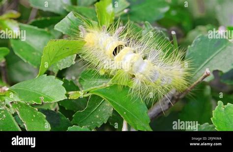 Moth habitat Stock Videos & Footage - HD and 4K Video Clips - Alamy