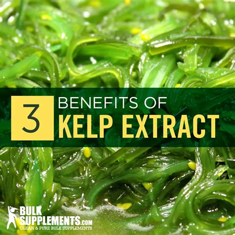 Kelp Benefits Side Effects And Dosage