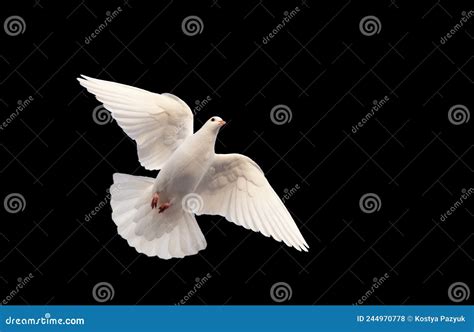 White Dove Flying On A Black Background Stock Photo Image Of