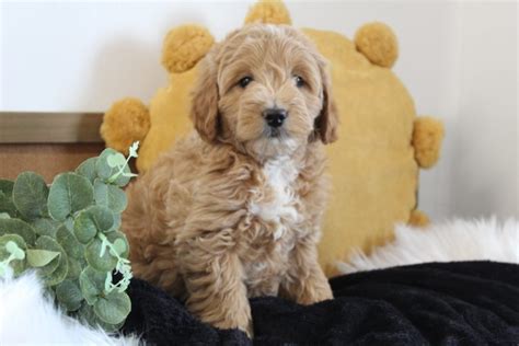 Mini Goldendoodle Puppies For Sale | Hopeful Dreams Family Puppies