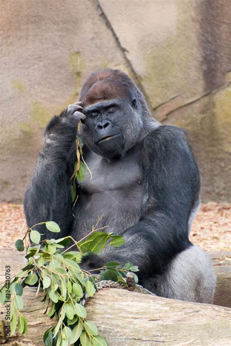 Adult male silverback gorilla eating and thinking Stock Photo | Adobe Stock