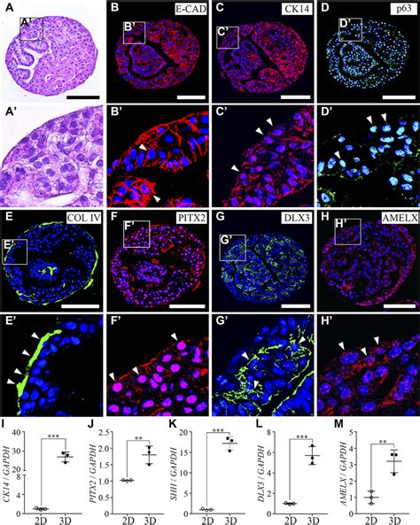 Characterization Of Hipsc Derived Ameloblast Organoids A H E