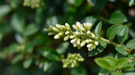 Types Of Privet Hedges: What to Know About Privets | Angi