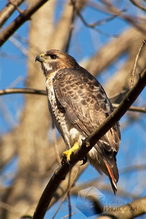 Beautiful Bird Of Prey By Shaguar0508 On Deviantart