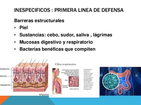 Las Defensas Del Organismo 2017