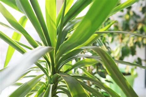 Où placer une plante de yucca Conseils pour une culture réussie en