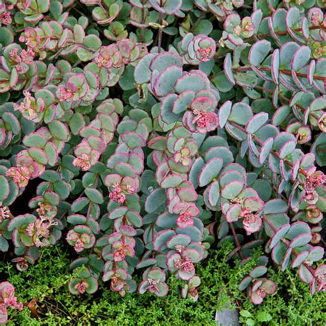 Blue Sedum Ground Cover