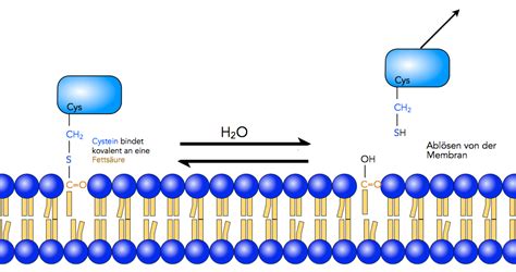 Membranproteine