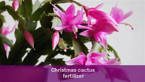 Best Liquid Fertilizer For Christmas Cactus How And When To