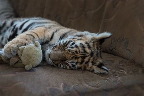 191 Cub Sleeping Tiger Stock Photos - Free & Royalty-Free Stock Photos ...