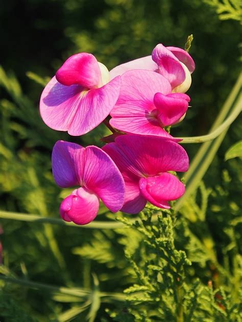 Vetches Pink Climber Plant - Free photo on Pixabay - Pixabay