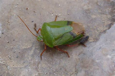 Green Stink Bug Project Noah