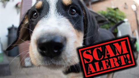 5 Ways To Tell If You Are Being Scammed Aeropets Worldwide