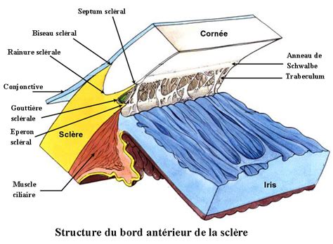 Anatomie De La Sclère