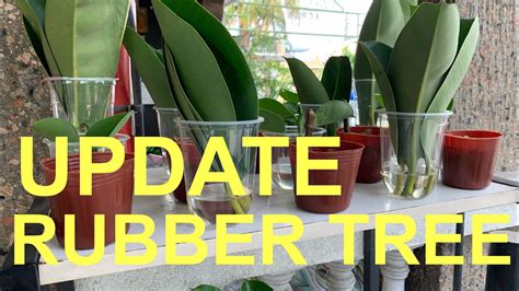 Update How To Propagate Rubber Tree Take Hd V Youtube