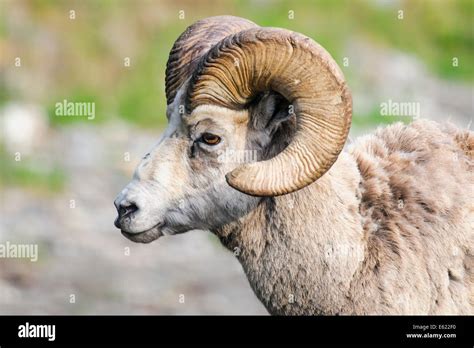 Rocky Mountain Bighorn Sheep Ram With Large Spiral Horns Stock Photo