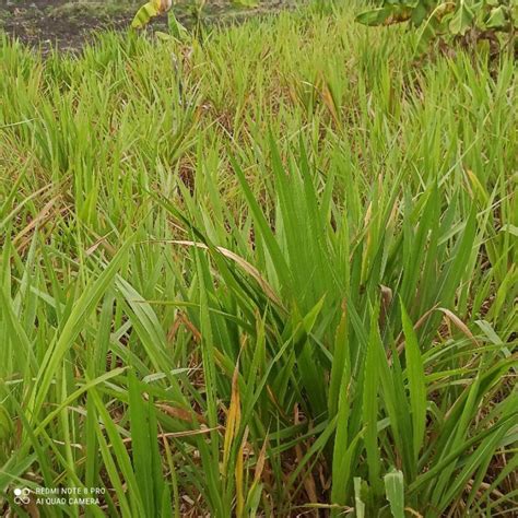 Jual Bibit Stek Rumput Odot Pakan Ternak Shopee Indonesia