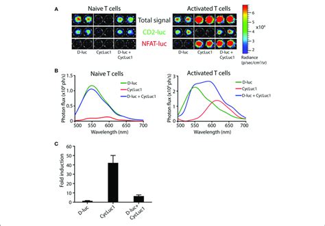 Efficient Visualization Of NFAT Induced PpyRE9 Luciferase Using The