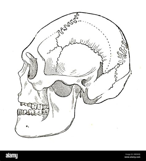 Homo Neanderthalensis Skull Drawing