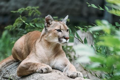 10 Fascinating Facts About Pumas | Learn About the Amazing World of ...