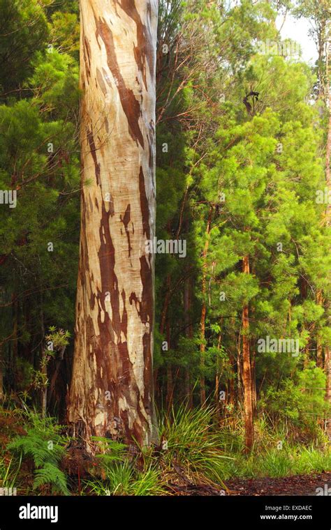 karri tree  res stock photography  images alamy