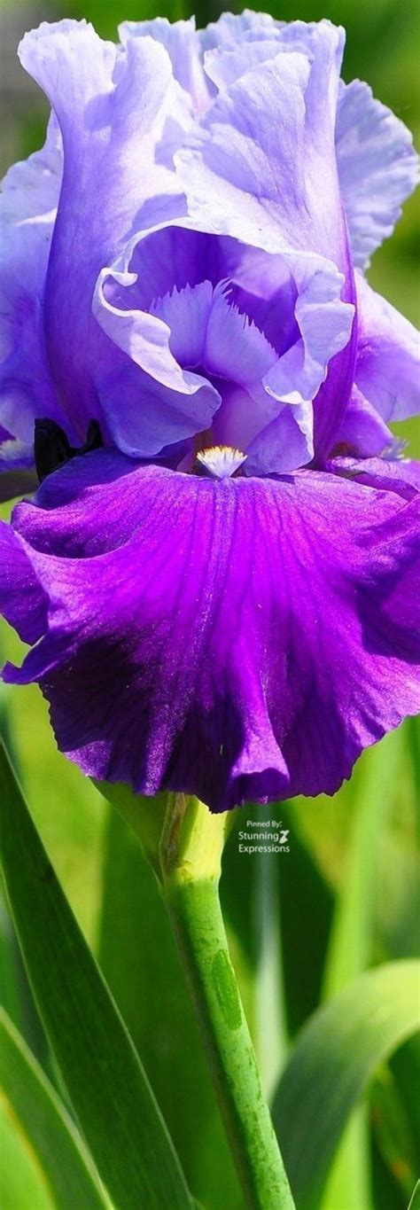 Iris – February Flower – Stunning Expressions