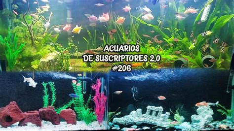 ACUARIOS DE SUSCRIPTORES 2 0 206 Pez Monjita Pez Guppy Pez Betta