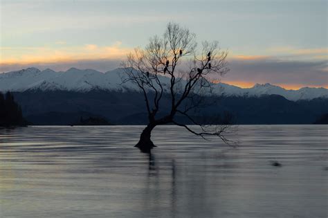 That Wanaka Tree - The Truth About This Famous Instagram Spot