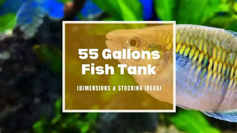 55 Gallon Fish Tank Dimensions Weight Top Picks Are They Worth It