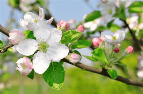 Arkansas State Flower - Apple Blossom - Contest Chacha