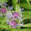 Centaurea Species Mountain Bluet Mountain Cornflower Perennial