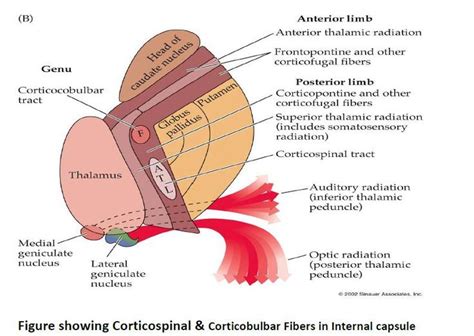 Internal Capsule Brain Anatomy Internal Capsule Neurology