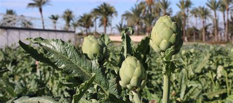 Elche Acoge Una Jornada T Cnica Sobre El Cultivo De Alcahofainnovagri