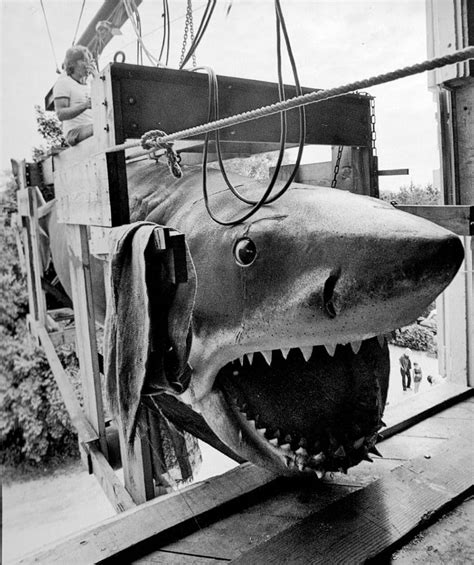 Jaws 1975