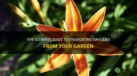 The Ultimate Guide To Eradicating Daylilies From Your Garden ShunCy