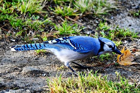 Blauh Her Vogel Sitzend Kostenloses Foto Auf Pixabay