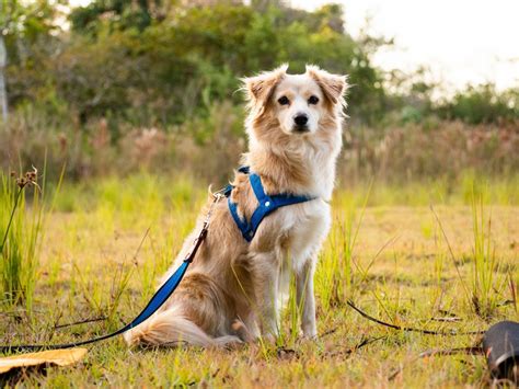 Como Colocar A Coleira No Cachorro - Como escolher a coleira do seu cachorro? - Chalesco
