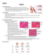 ANAT 100 Module 3 Docx ANAT 100 MODULE 3 The Muscular System