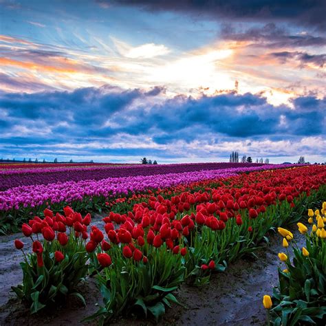 Skagit Valley Tulip Festival - Official Skagit Valley Tourism Website