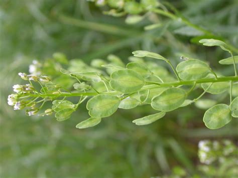 FFA Agronomy CDE Weed Identification Flashcards Quizlet