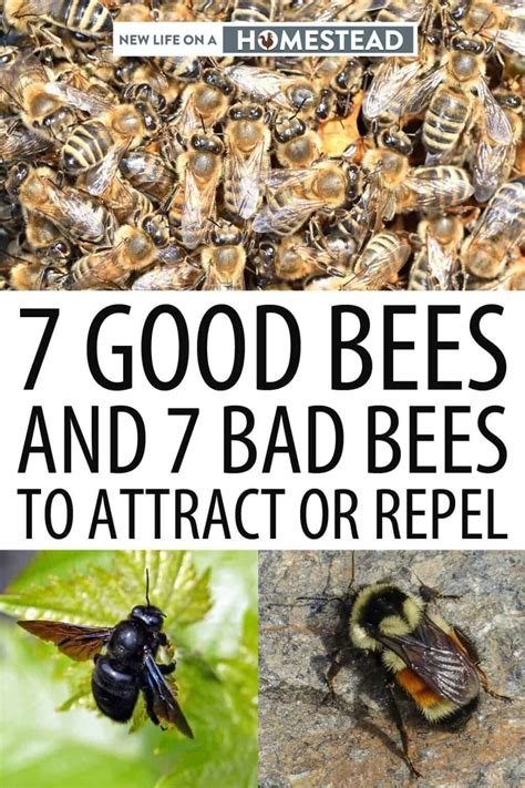 7 Good And 7 Bad Bees To Attract Or Repel Bee Facts Backyard Bee