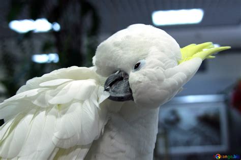 cockatoo clean feathers  image