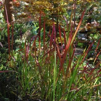 Imperata Cylindrica Red Baron Pflanzen Kaufen Online