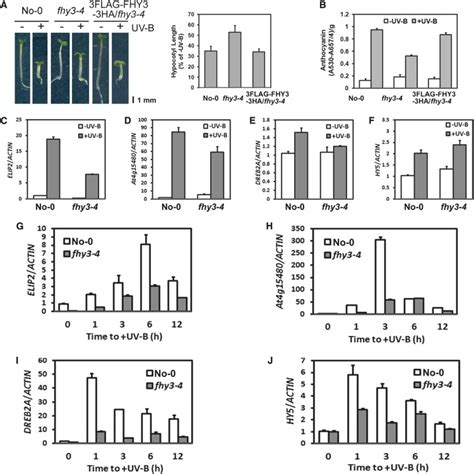 arabidopsis fhy  hy positively mediate induction